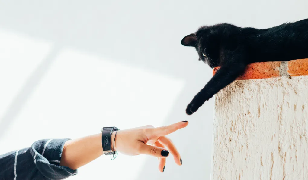Cat playing with owner's hand