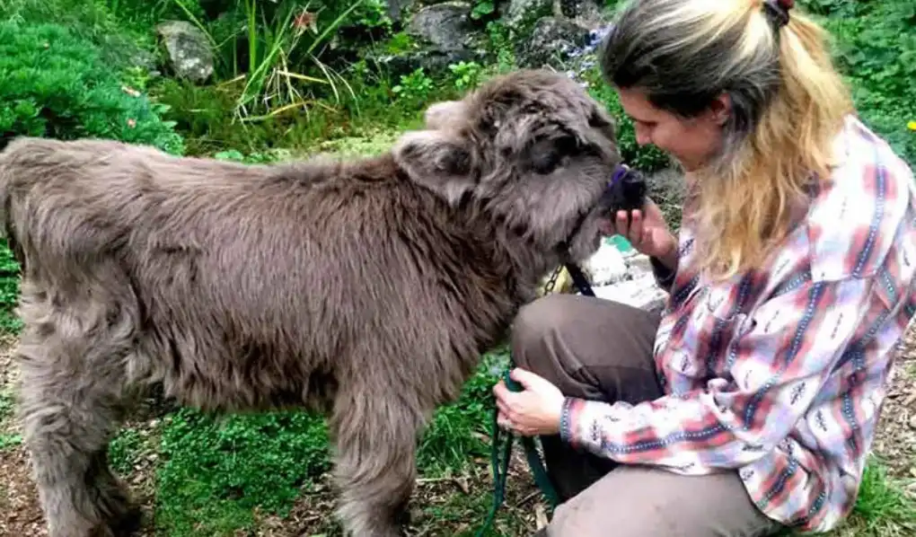 Student with pet cow